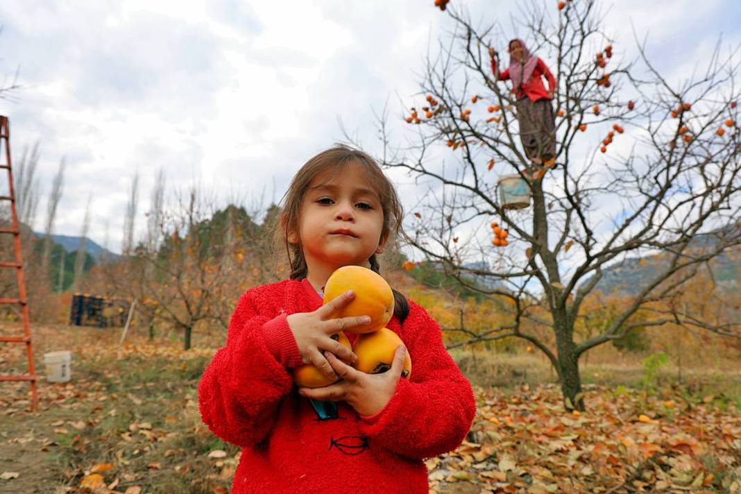Çiftçi isyanda: Üreticide kilosu 25 lira, markette 80 lira! Yaş ve kuru olarak tüketilebiliyor 3